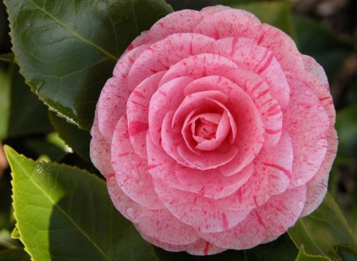 Shop online for essential oils, 6445 Camellia, buy Online