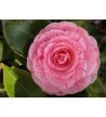 Camellia L 336