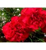 Carnation Virág 3087