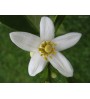 Flor de azar 5236
