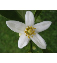 Flor de Laranjeira 5236