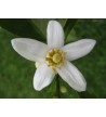 Flor de azar 5236