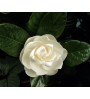 Gardenia Blomster