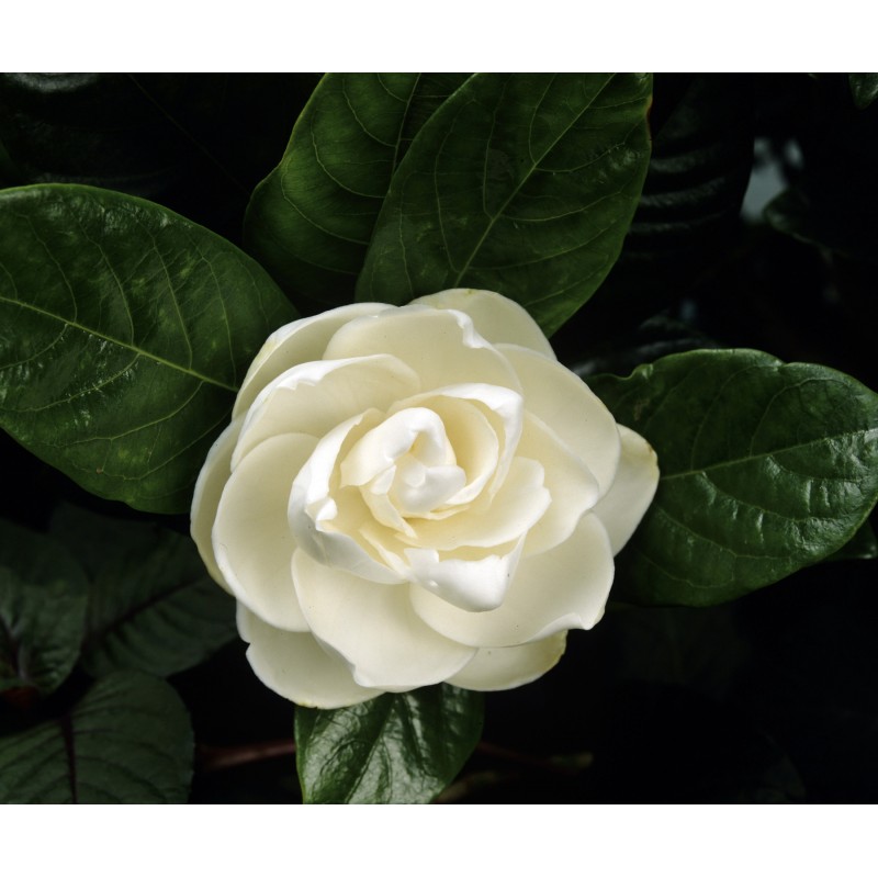 Shop online for essential oils, Gardenia Flower, buy Online