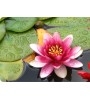 Fleur de Lotus L 349