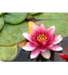 Lotus Flower 349 L