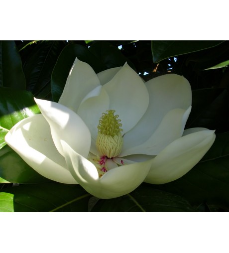 Aceite esencial Magnolia - al mejor precio