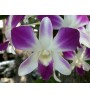Orquídea 5484