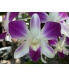 Orquídea 5484