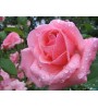 Rose 5386