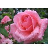 Rose 5386