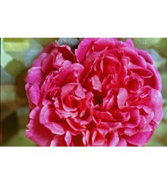 Rosa Centifólia