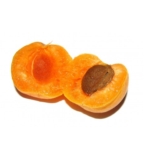 Apricot 43222