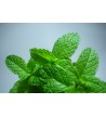 Peppermint Pure 24130