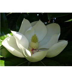 6497 Magnolia