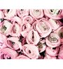 Rožių Poudre 50.229