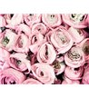 Rožių Poudre 50.229